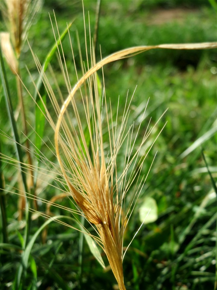 Mäuse-Gerste (Hordeum murinum) an einer Ruderalstelle in der Berlinallee in Hockenheim