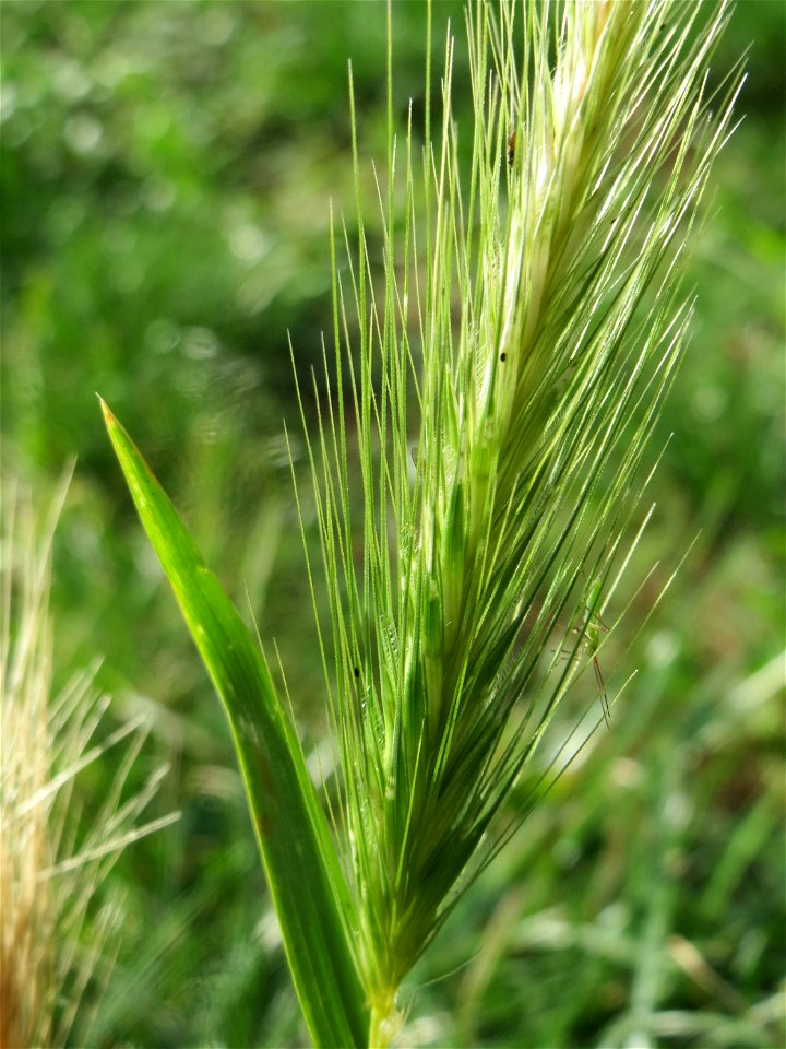 Mäuse-Gerste (Hordeum murinum) an einer Ruderalstelle in der Berlinallee in Hockenheim
