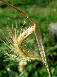 Mäuse-Gerste (Hordeum murinum) an einer Ruderalstelle in der Berlinallee in Hockenheim