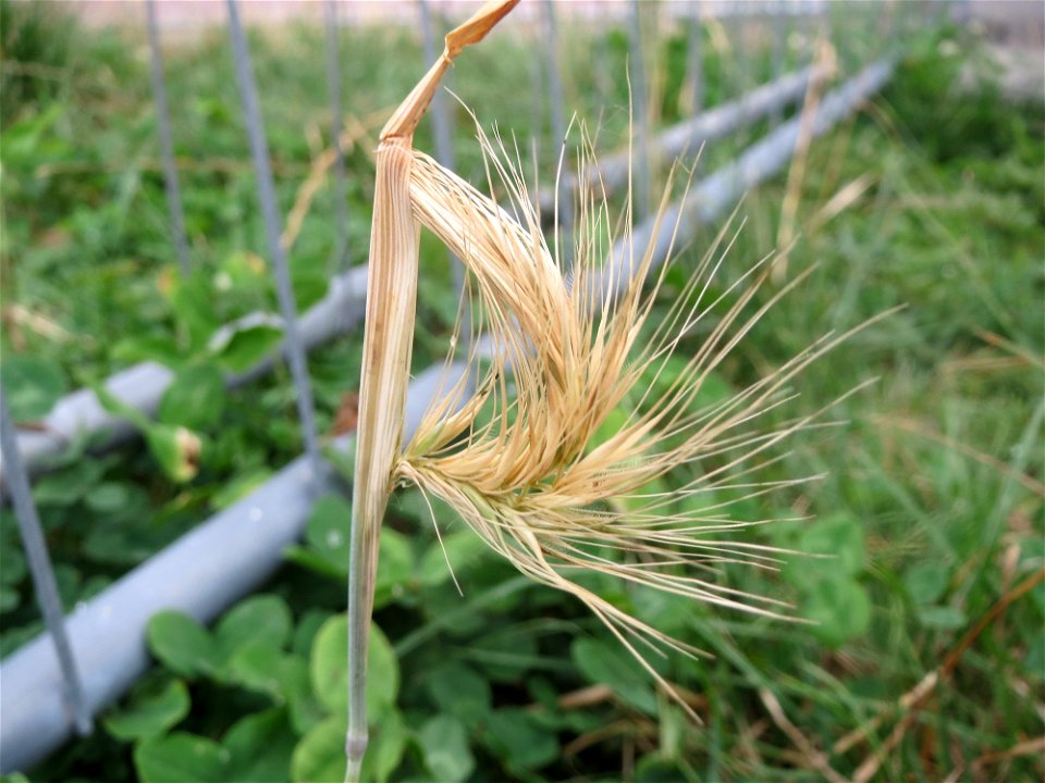 Mäuse-Gerste (Hordeum murinum) an einer Ruderalstelle in der Berlinallee in Hockenheim