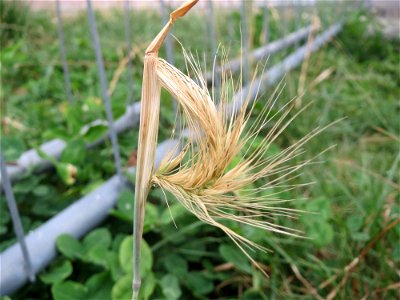 Mäuse-Gerste (Hordeum murinum) an einer Ruderalstelle in der Berlinallee in Hockenheim
