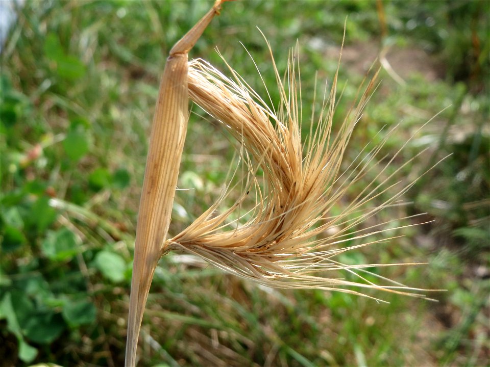 Mäuse-Gerste (Hordeum murinum) an einer Ruderalstelle in der Berlinallee in Hockenheim