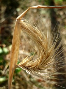 Mäuse-Gerste (Hordeum murinum) an einer Ruderalstelle in der Berlinallee in Hockenheim