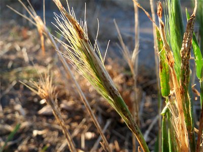 Mäuse-Gerste (Hordeum murinum) in Hockenheim