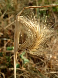 Mäuse-Gerste (Hordeum murinum) an einer Ruderalstelle in der Berlinallee in Hockenheim