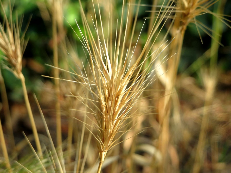 Mäuse-Gerste (Hordeum murinum) in Hockenheim