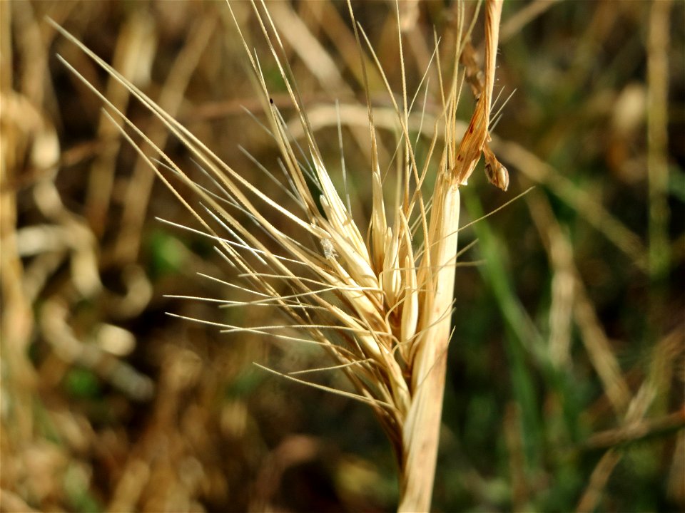Mäuse-Gerste (Hordeum murinum) in Hockenheim