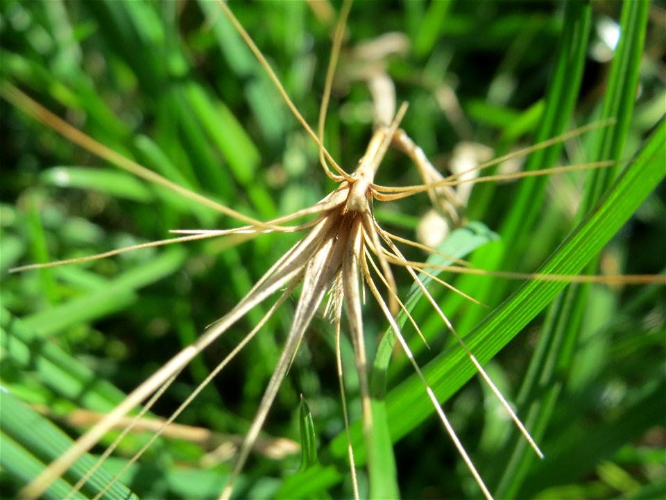 Mäuse-Gerste (Hordeum murinum) an einer Ruderalstelle in der Berlinallee in Hockenheim