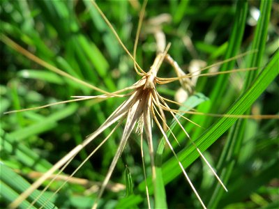 Mäuse-Gerste (Hordeum murinum) an einer Ruderalstelle in der Berlinallee in Hockenheim