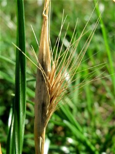 Mäuse-Gerste (Hordeum murinum) an einer Ruderalstelle in der Berlinallee in Hockenheim