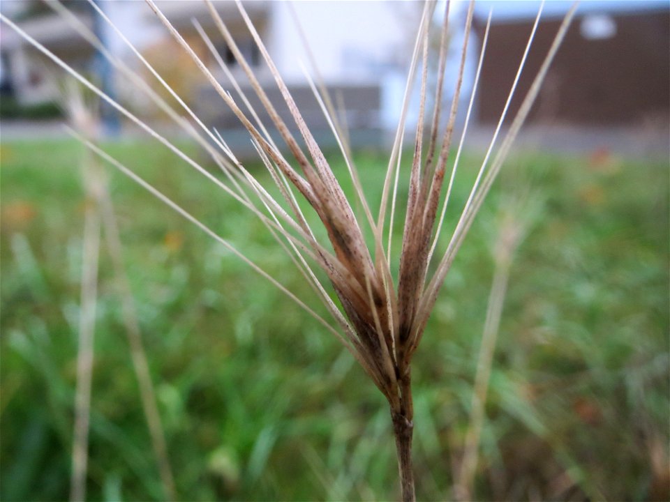 Mäuse-Gerste (Hordeum murinum) in Hockenheim