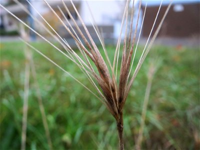 Mäuse-Gerste (Hordeum murinum) in Hockenheim