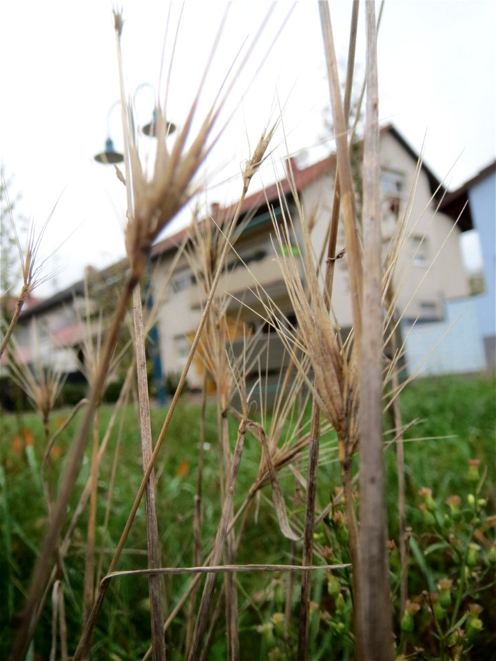 Mäuse-Gerste (Hordeum murinum) in Hockenheim