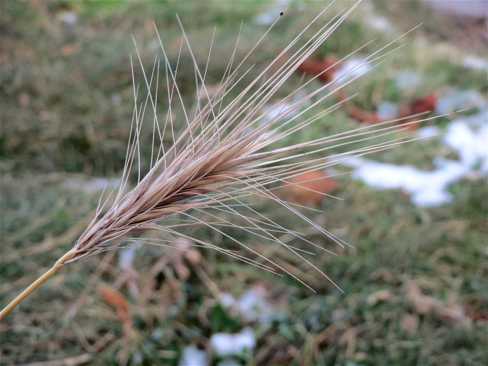Mäuse-Gerste (Hordeum murinum) auf einer Ruderalfläche an der Berlinallee in Hockenheim