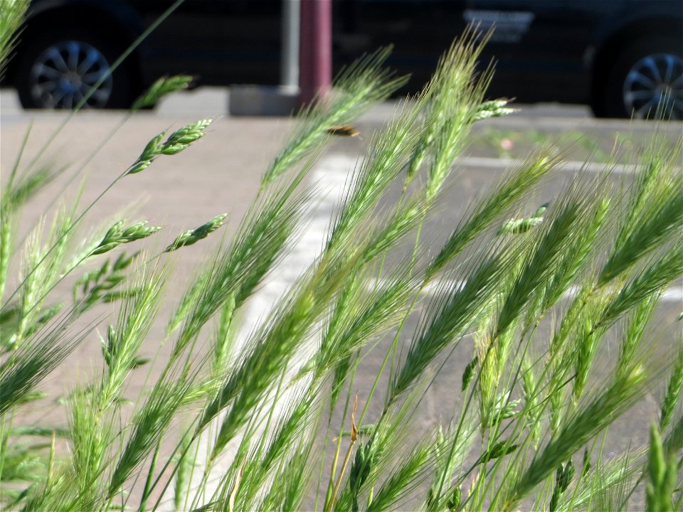 Mäuse-Gerste (Hordeum murinum) am Bahnhof Landstuhl