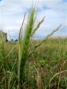 Mäuse-Gerste (Hordeum murinum) auf einer Wiese zum Schutz der Haubenlerche am Stadtrand von Hockenheim