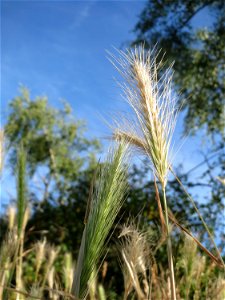 Mäuse-Gerste (Hordeum murinum) auf einer Streuobstwiese in Hockenheim