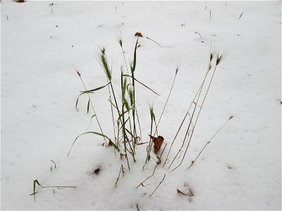 Mäuse-Gerste (Hordeum murinum) in der ehem. Bismarckanlage in Sankt Arnual bei Neuschnee am 10. Dezember 2017