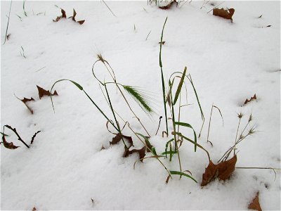 Mäuse-Gerste (Hordeum murinum) in der ehem. Bismarckanlage in Sankt Arnual bei Neuschnee am 10. Dezember 2017