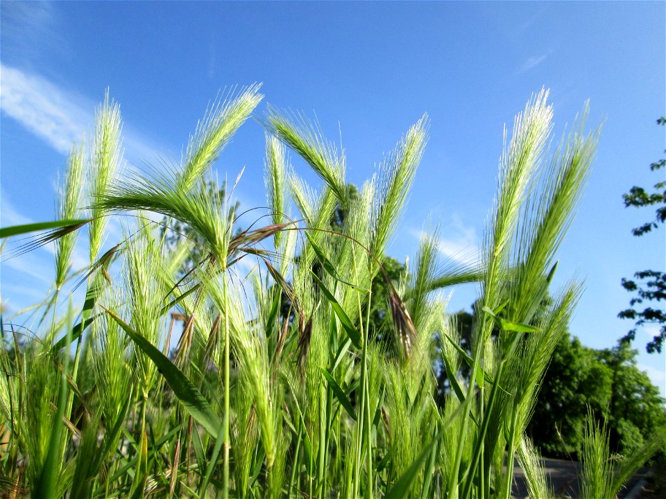 Mäuse-Gerste (Hordeum murinum) in Hockenheim