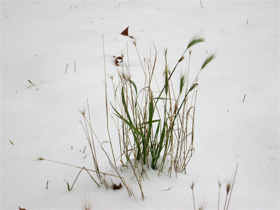 Mäuse-Gerste (Hordeum murinum) in der ehem. Bismarckanlage in Sankt Arnual bei Neuschnee am 10. Dezember 2017