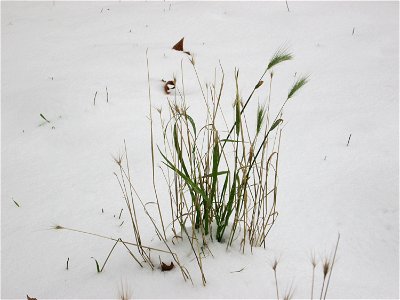 Mäuse-Gerste (Hordeum murinum) in der ehem. Bismarckanlage in Sankt Arnual bei Neuschnee am 10. Dezember 2017