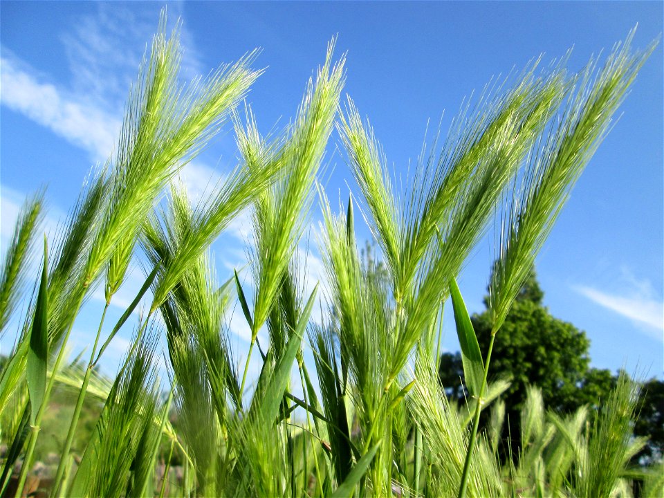 Mäuse-Gerste (Hordeum murinum) in Hockenheim