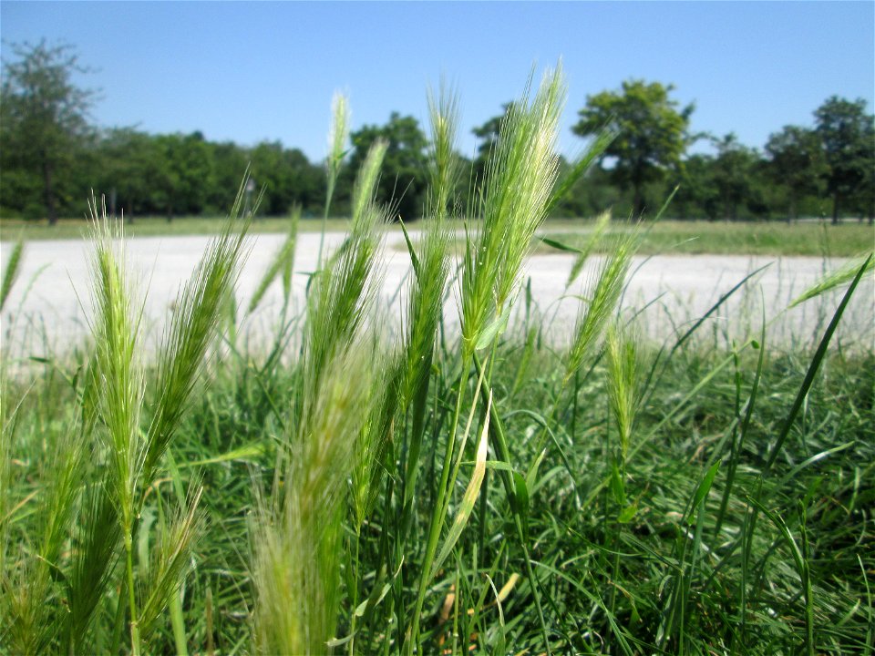 Mäuse-Gerste (Hordeum murinum) an einer Parkplatzwiese in in Hockenheim