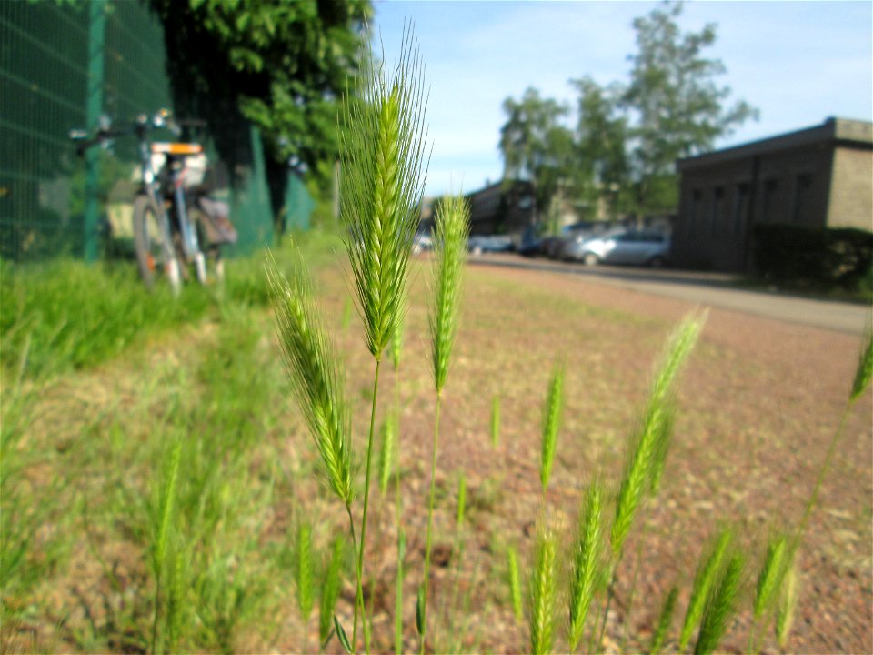 Mäuse-Gerste (Hordeum murinum) in Brebach