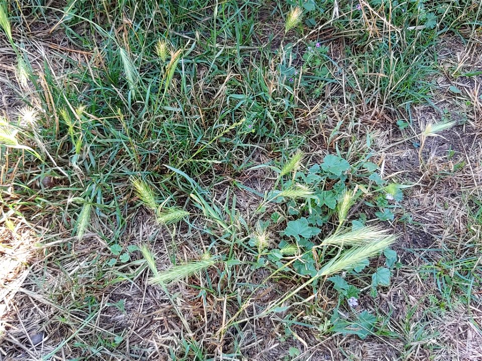 wall barley (Hordeum murinum)