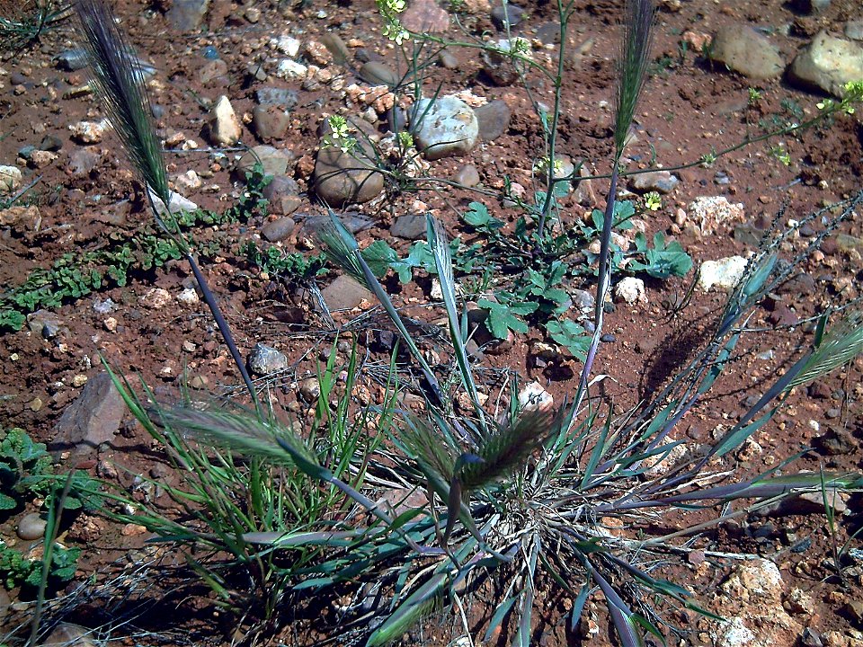 Hordeum_murinum en el Campo de Calatrava, Province of Ciudad Real, Spain.