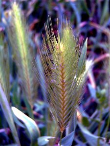 Hordeum_murinum Close up Dehesa Boyal de Puertollano, Spain.