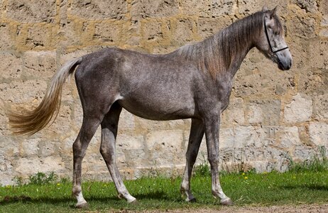 Mane domestic portrait photo