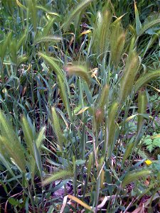 Hordeum_murinum Habitus Dehesa Boyal de Puertollano, Spain.