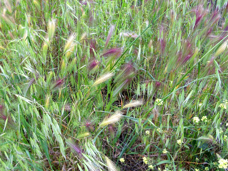 Hordeum murinum subsp. glaucum habit, Dehesa Boyal de Puertollano, Spain