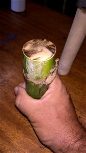 Dendrocalamus strictus bamboo image.