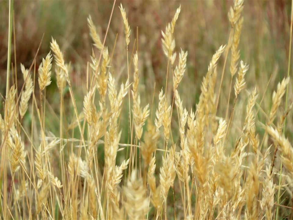 Gewöhnliches Ruchgras (Anthoxanthum odoratum) im Naturschutzgebiet Gewann Frankreich-Wiesental