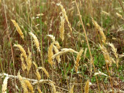 Gewöhnliches Ruchgras (Anthoxanthum odoratum) im Naturschutzgebiet Gewann Frankreich-Wiesental