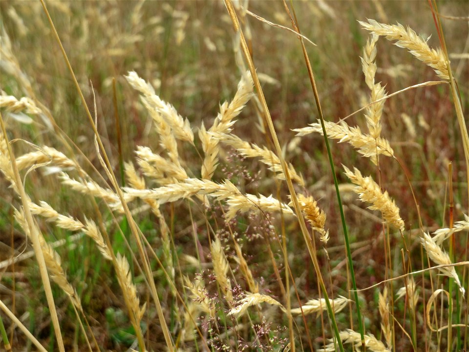 Gewöhnliches Ruchgras (Anthoxanthum odoratum) im Naturschutzgebiet Gewann Frankreich-Wiesental