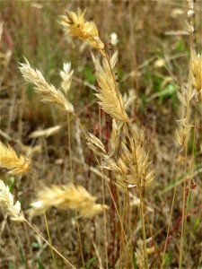 Gewöhnliches Ruchgras (Anthoxanthum odoratum) im Naturschutzgebiet Gewann Frankreich-Wiesental