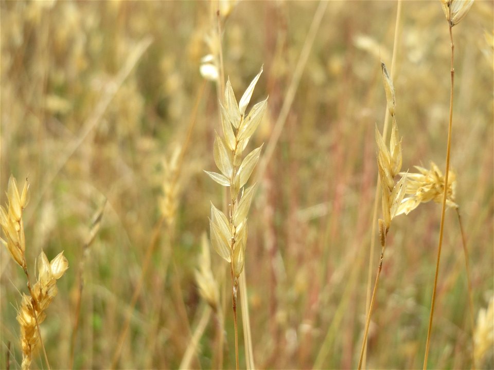 Gewöhnliches Ruchgras (Anthoxanthum odoratum) im Naturschutzgebiet Gewann Frankreich-Wiesental