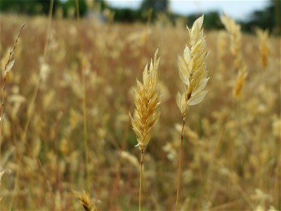 Gewöhnliches Ruchgras (Anthoxanthum odoratum) im Naturschutzgebiet Gewann Frankreich-Wiesental