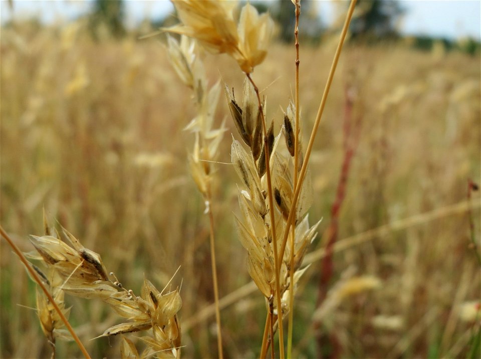 Gewöhnliches Ruchgras (Anthoxanthum odoratum) im Naturschutzgebiet Gewann Frankreich-Wiesental
