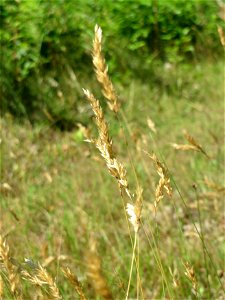 Gewöhnliches Ruchgras (Anthoxanthum odoratum) im Schwetzinger Hardt