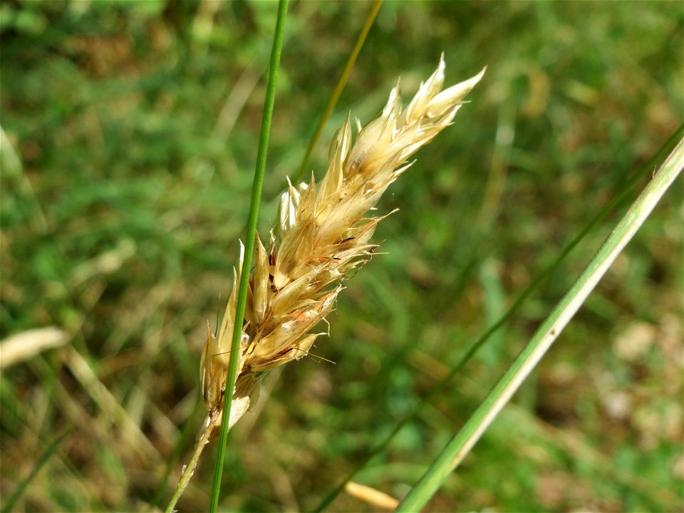 Gewöhnliches Ruchgras (Anthoxanthum odoratum) im Schwetzinger Hardt