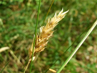 Gewöhnliches Ruchgras (Anthoxanthum odoratum) im Schwetzinger Hardt