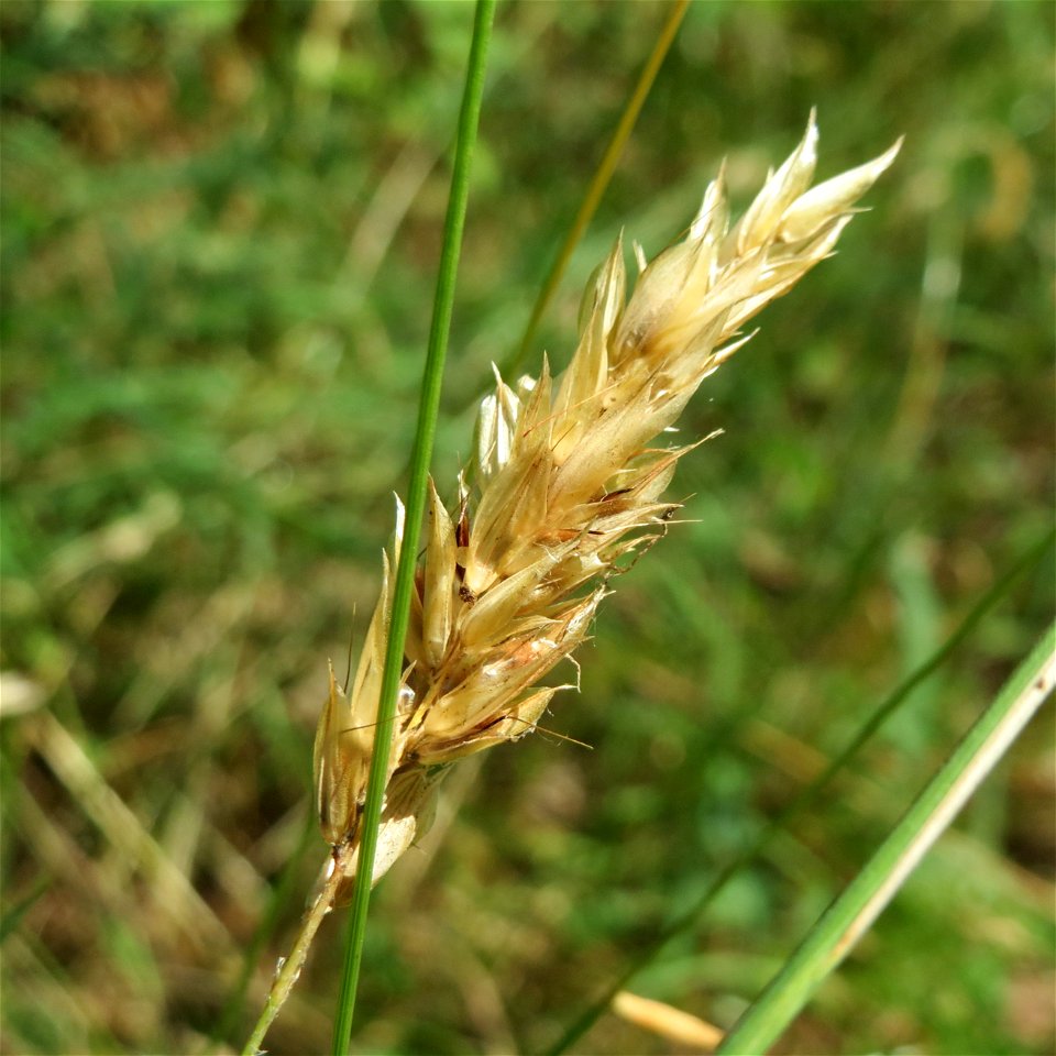 Gewöhnliches Ruchgras (Anthoxanthum odoratum) im Schwetzinger Hardt