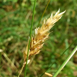 Gewöhnliches Ruchgras (Anthoxanthum odoratum) im Schwetzinger Hardt
