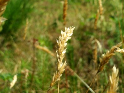 Gewöhnliches Ruchgras (Anthoxanthum odoratum) im Schwetzinger Hardt