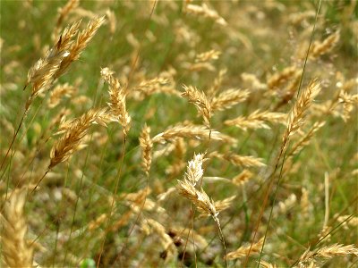 Gewöhnliches Ruchgras (Anthoxanthum odoratum) im Schwetzinger Hardt